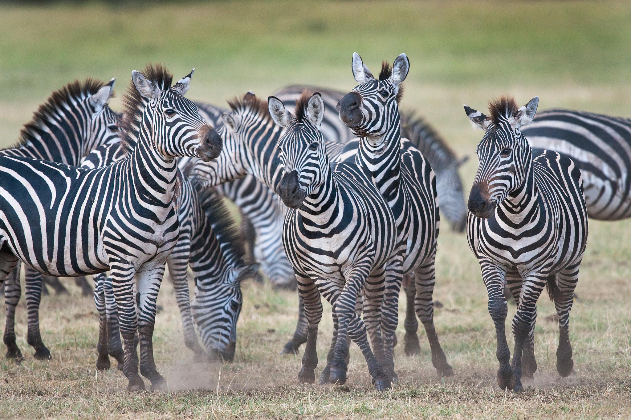 Herd of Zebra