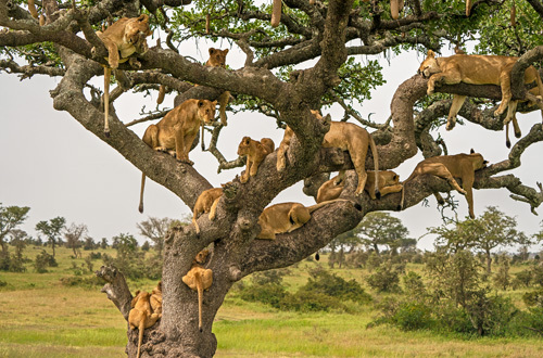 Lion Filled Tree