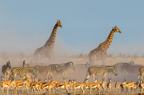 Giraffes, Zebras & Gazelles