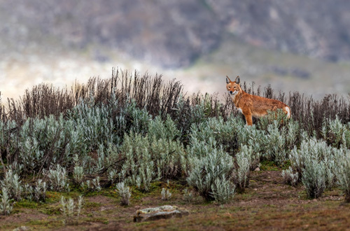 Ethiopian Wolf