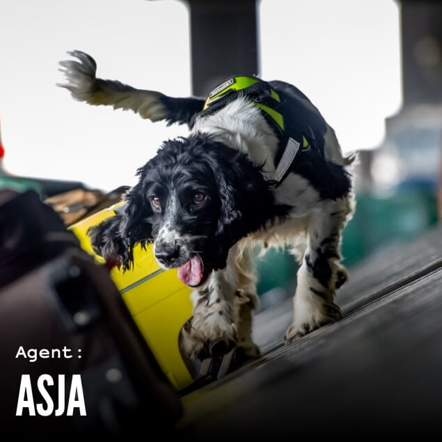 Agent Asja, the sniffer dog, in action