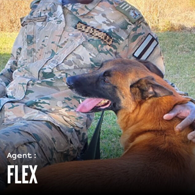 Agent Flex, the sniffer dog, getting a pet