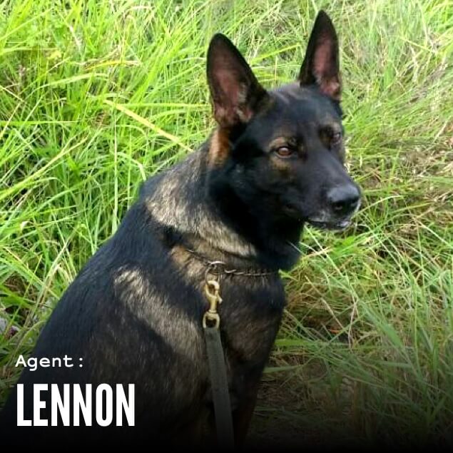 Agent Lennon, the sniffer dog, sitting on grass