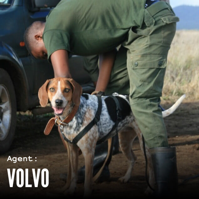 Agent Volvo, the sniffer dog, getting into harness