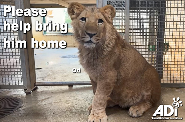 Please help bring him home