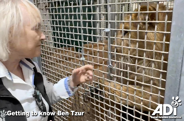 Gettng to know Ben Tzur