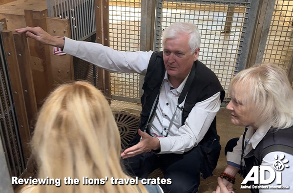 Reviewing the lions travel crates