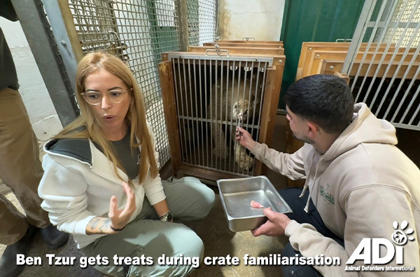 Ben Tzur gets treats during crate familiarisation