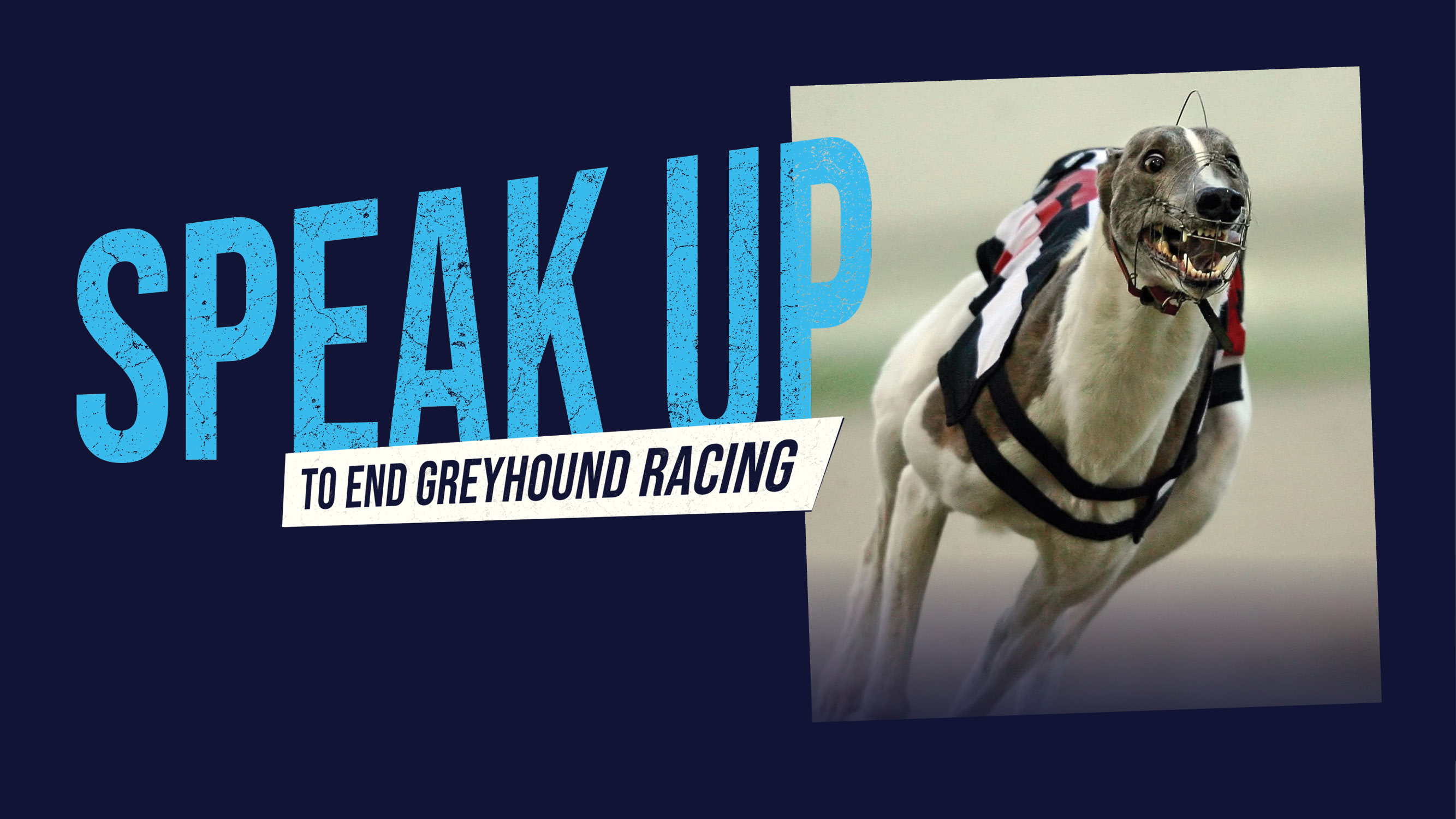 Speak up to end greyhound racing | Blue Cross
