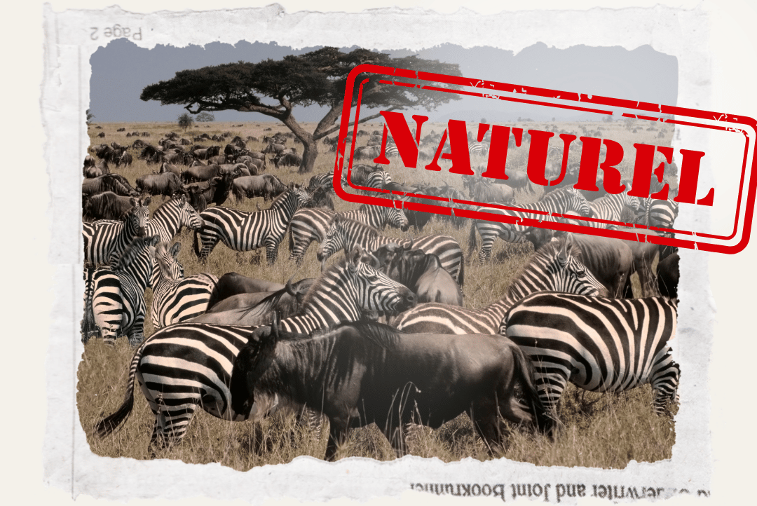 Serengeti