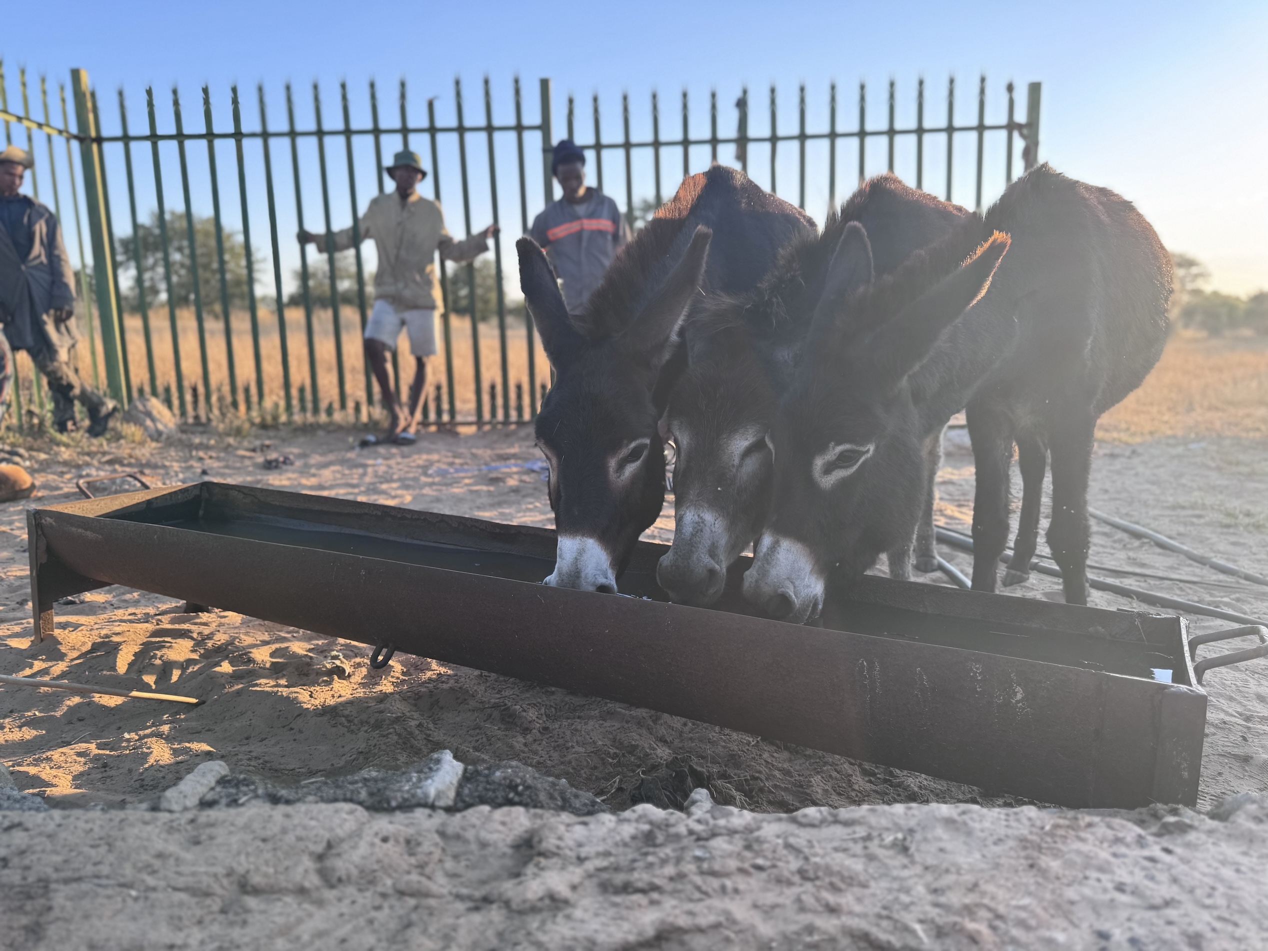 Donkeys