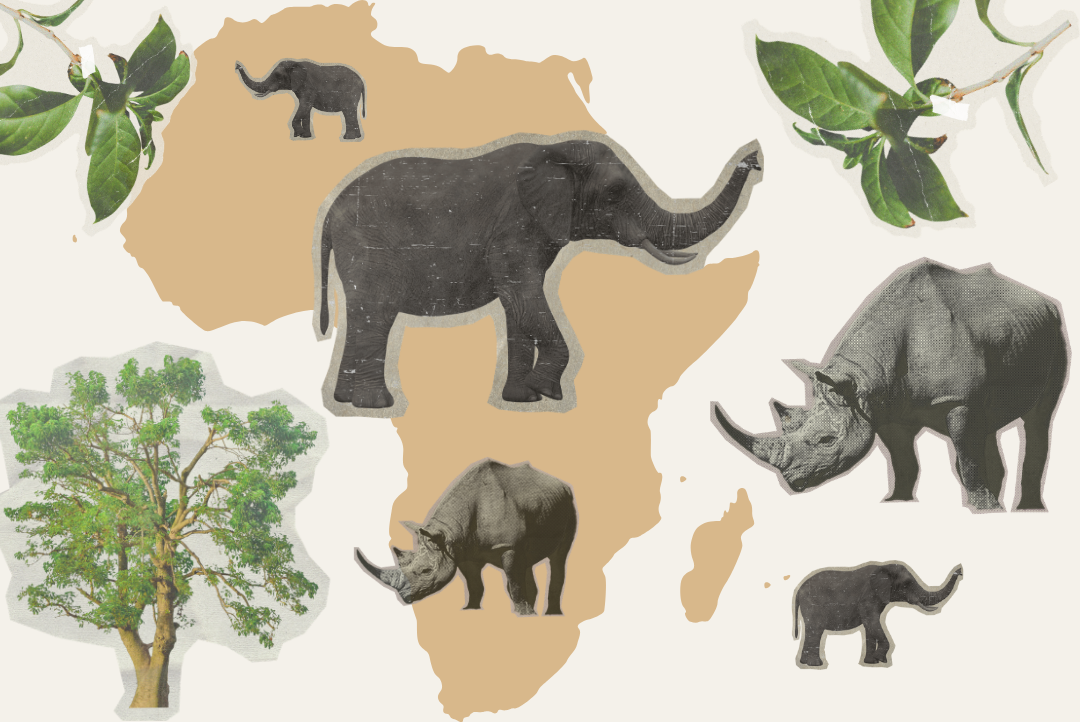Elephants et rhinocéros sur fond de carte du continent africain