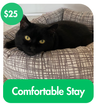 Comfortable Stay For A Cat