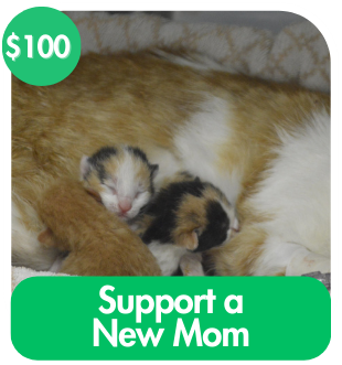 Support a New Cat Mom