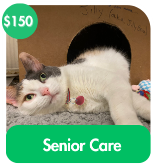 Senior Care For A Cat