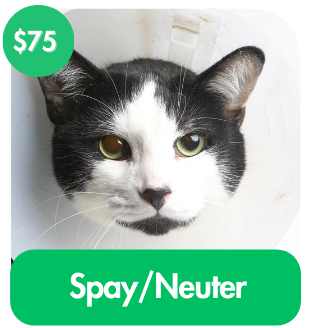 Spay/Neuter A Cat