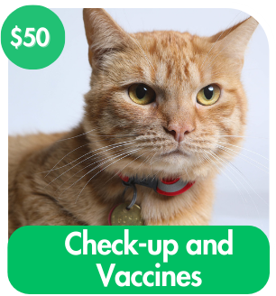 Health Check & Vaccinations For A Cat