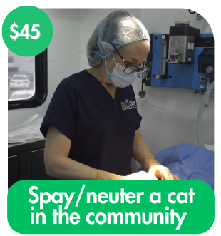 Spay/Neuter A Cat In The Community 