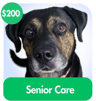 Senior Care For A Dog