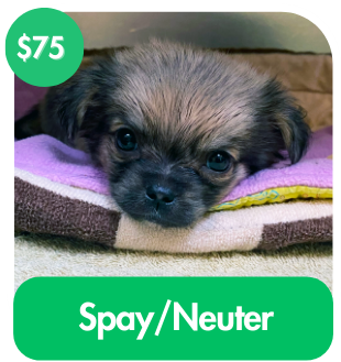 Spay/Neuter A Dog