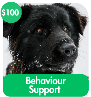Behaviour Support For A Dog
