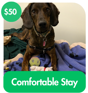 Comfortable Stay For A Dog