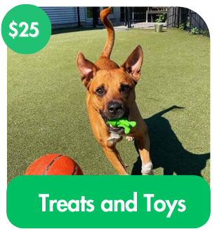 Treats and Toys For A Dog