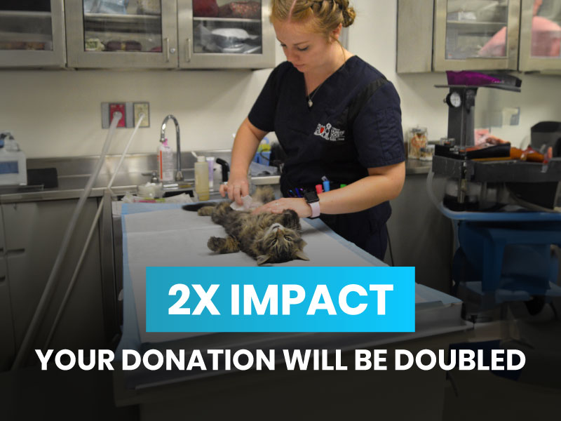 It's World Spay Day on February 25. Your donation will be doubled.