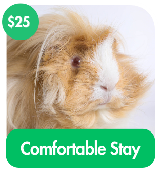 Comfortable Stay 