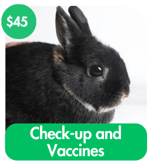 Check-up and Vaccines