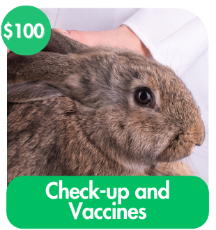 Check-up and Vaccines 
