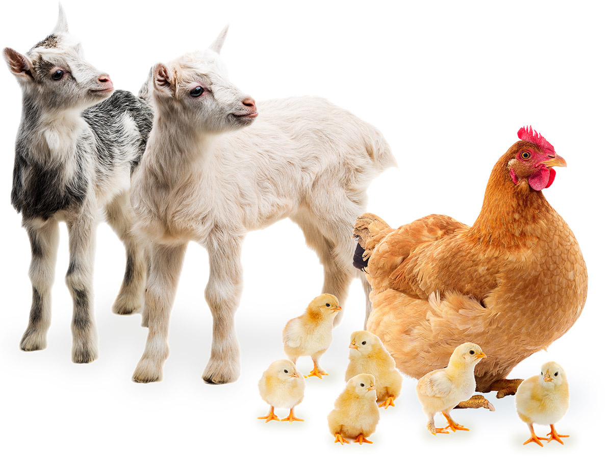 2 Goats + 1 Hen & 6 Chicks