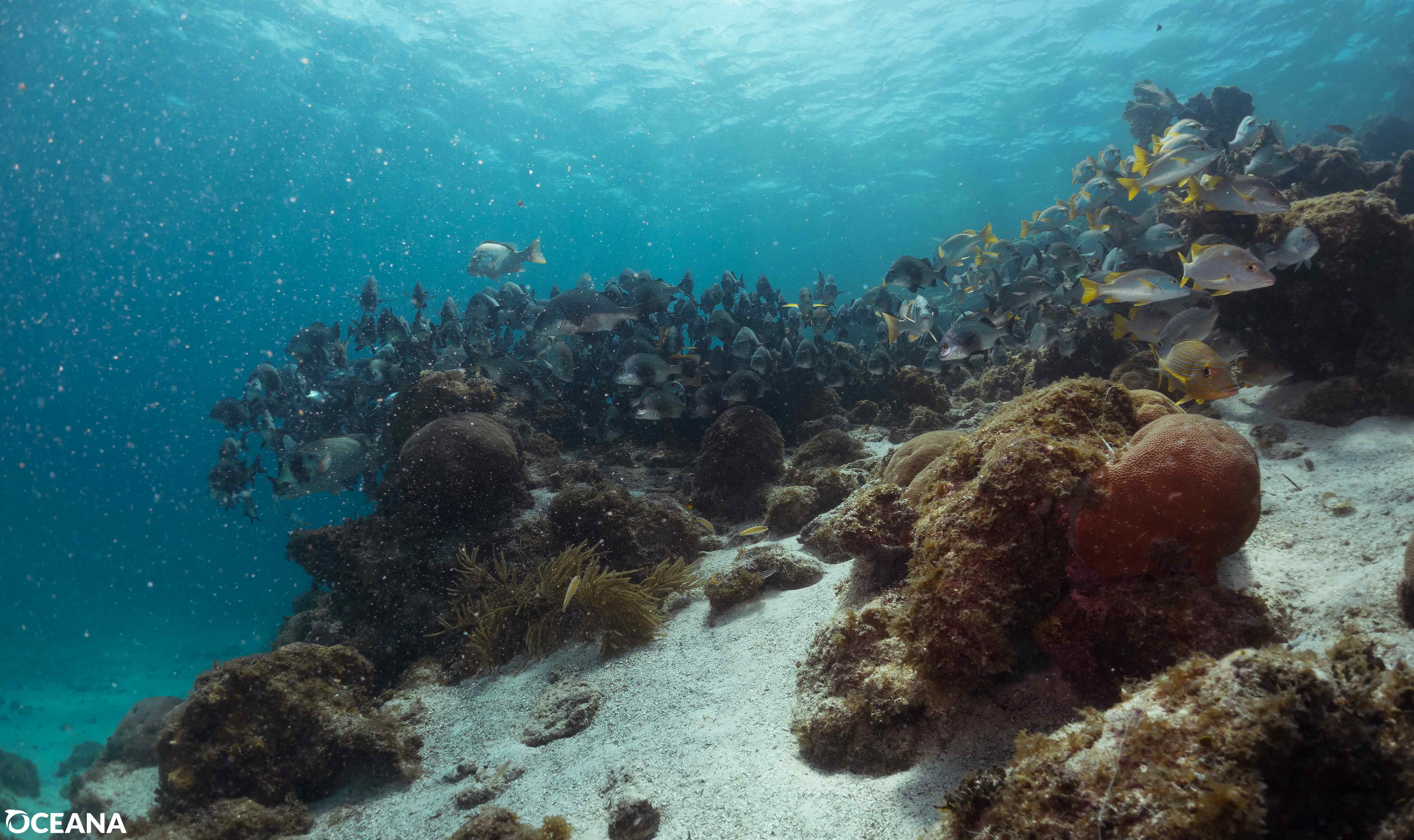 oceana
