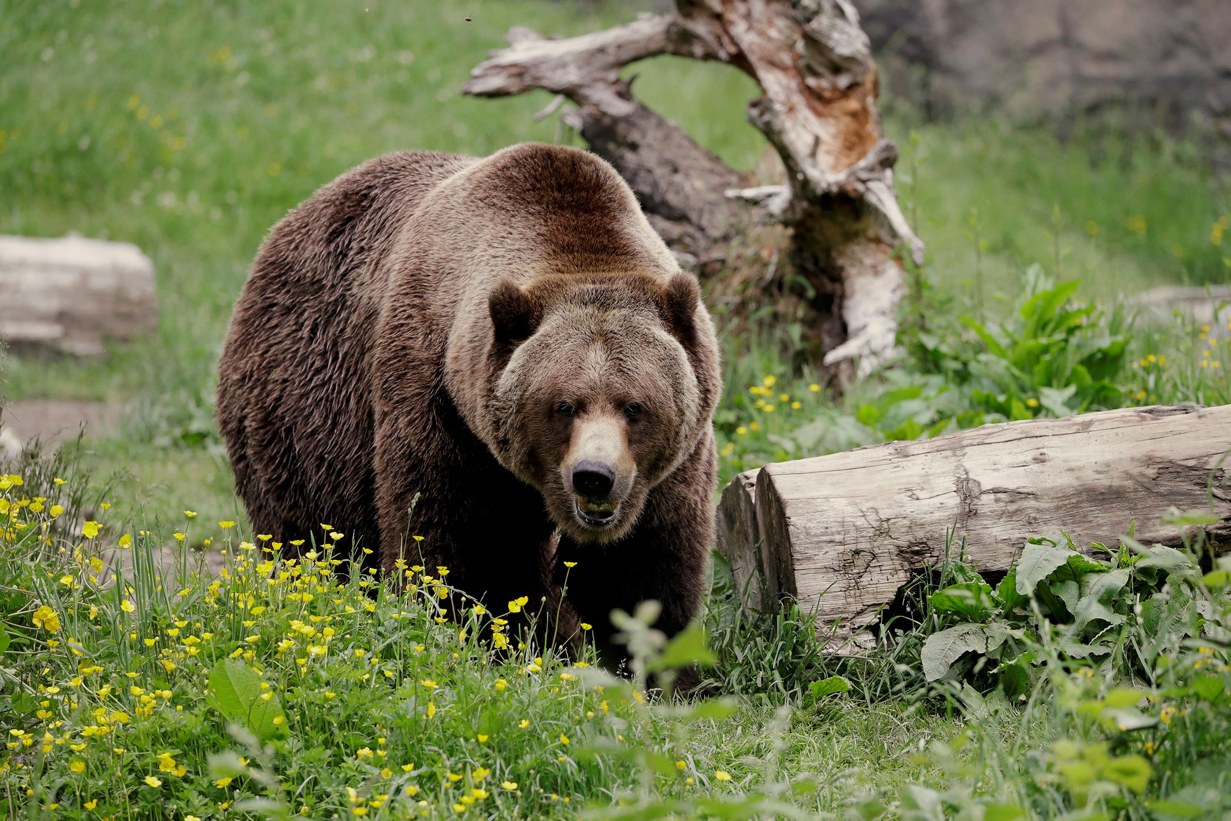 A grizzly bear in a flowery field