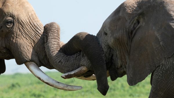Nature | Tusker: Brotherhood of Elephants