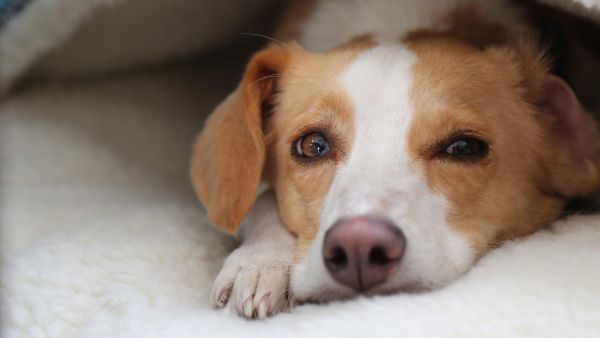 NOVA: Can Dogs Talk?
