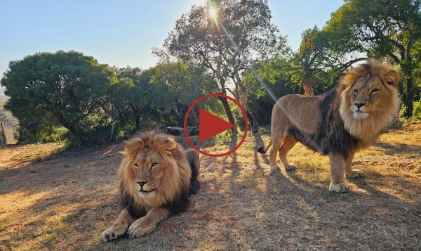 A photo showing two beautiful male lions standing together in the African sunshine. There is a 'play' button overlaid - click to play the video!