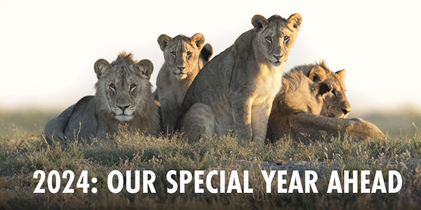 Image of a family of four lions sitting in the grass, and text saying '2024: Our Special Year Ahead'