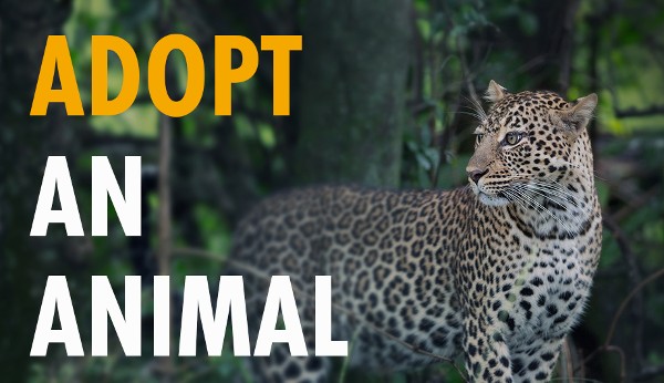 An image of a leopard looking back over its shoulder in a forest setting. the words 'Adopt an Animal' are overlaid.