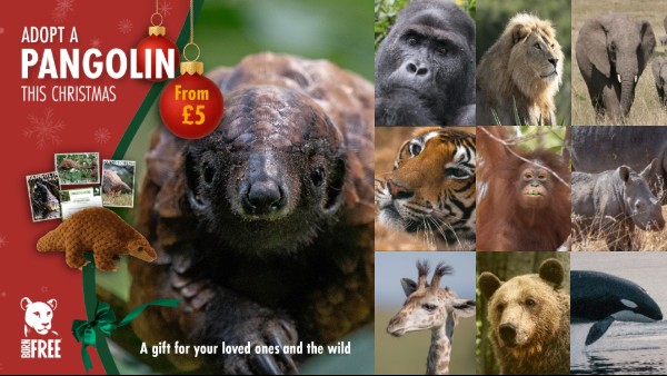 A montage of various animals available to adopt with Born Free - on the left there is a large image of a pangolin, with test overlaid: ADOPT A PANGOLIN THIS CHRISTMAS FROM £5
