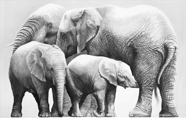 A detailed pencil drawing of a family of four elephants standing close together - two adut elephants and two young calves, one of which is feeding from its mother.