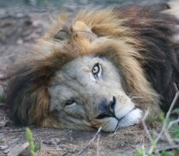 Photograph of a male lion lying on the ground with its head resting on a rock, showcasing its detailed mane and intense gaze. 