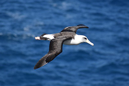 An albatross, flying over the sea