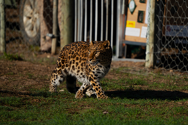 Alda the leopard, cautiously walking in front of the fence opening and crate that she has just been released from at Shamwari Big Cat Sanctuary.