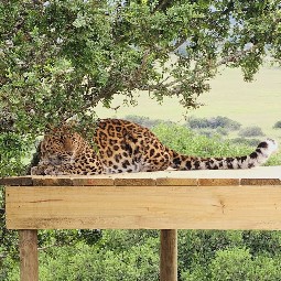 A leopard lying down on a wooden platform with trees, shrubs and open fields in the background