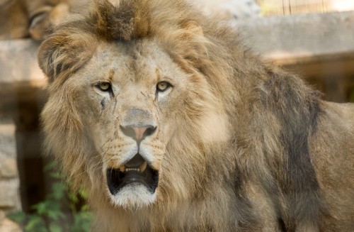 Photograph of a male lion with a full mane looking directly at the camera, showcasing facial details and fur texture. Background includes blurred natural elements and a stone structure, emphasizing the lion's presence in a semi-natural habitat.