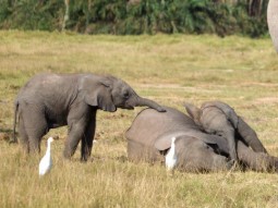 A photo of three elephants; one adult is lying on the ground with a baby lying on top of it, and the third young elephant is reaching out its trunk to touch the adult.
