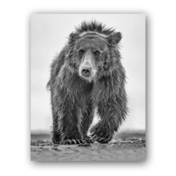 A black and white image of a brown bear
