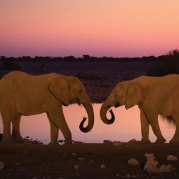Two elephants standing in front of a lake at sunset, their trunks touching