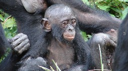 A baby bonobo in the wild, surrounded by family members